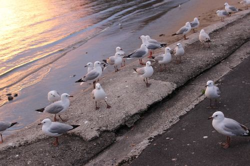 gulls bank evening