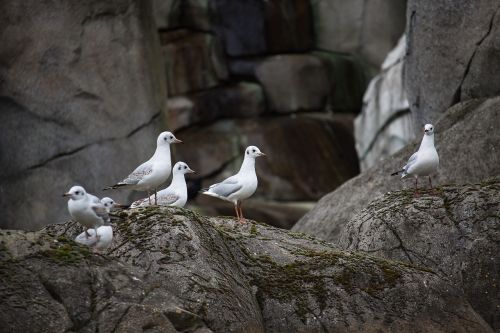 gulls sea birds animal