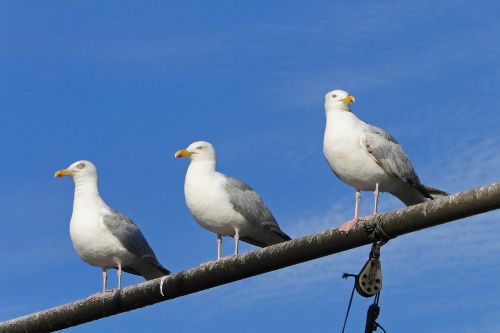 gulls sea bird