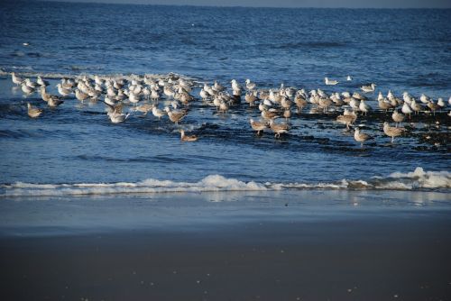 gulls sea holiday