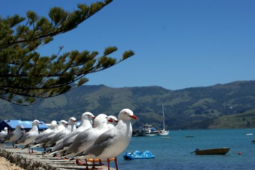 gulls sea blue
