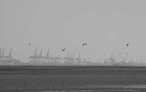 gulls bremerhaven port