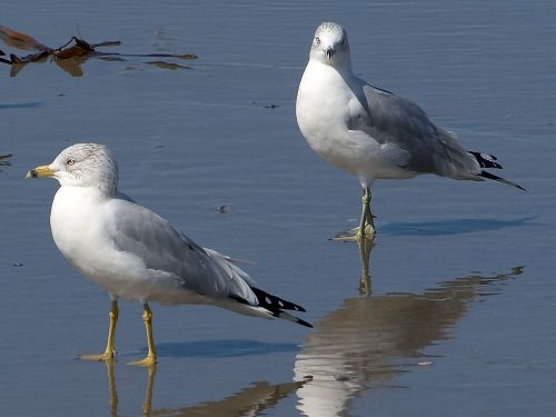 gulls birds white