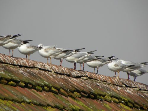 gulls roof birds