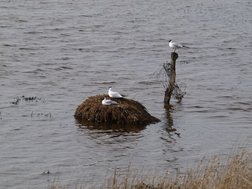 gulls bird's nest moevennest