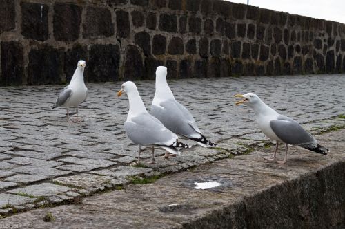 gulls seagulls port