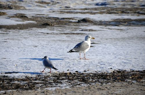 gulls baltic sea winter