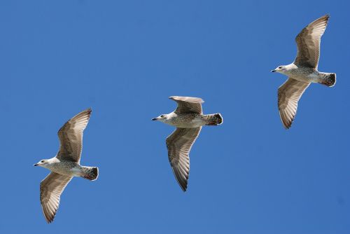 gulls seagull wings