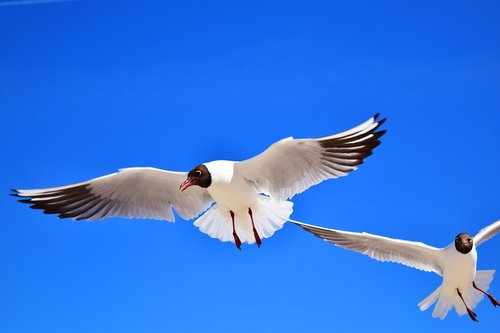 gulls  birds  flying