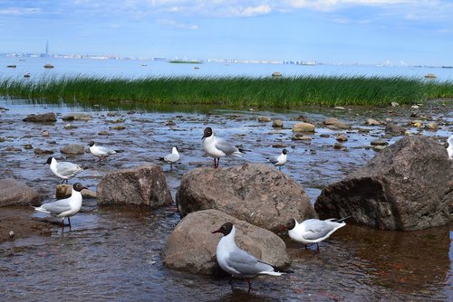 gulls  sea  bird