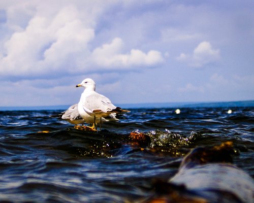 gulls  lake  water