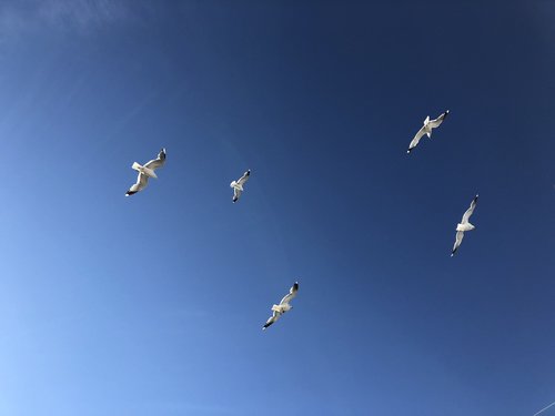 gulls  sky  blue