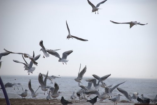 gulls  sea  autumn