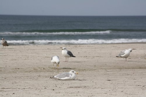 gulls  beach  sea