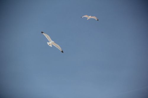 gulls birds coast