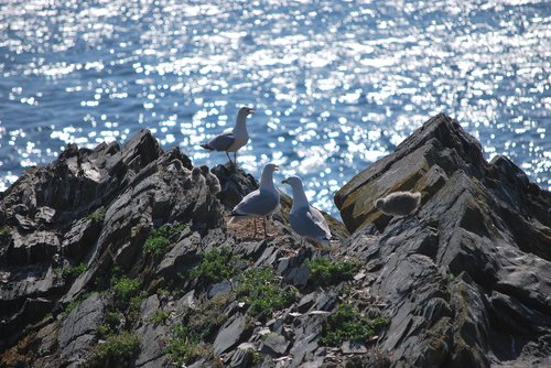 gulls  sea  cliffs