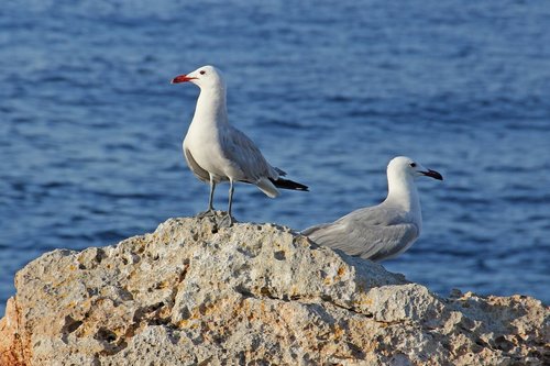 gulls  lake  sea