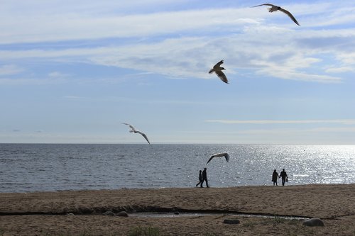 gulls  sea  seagull