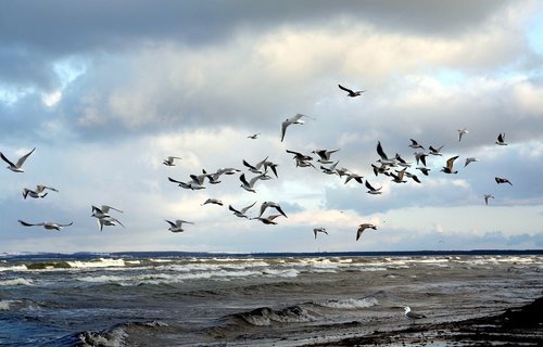 gulls  swarm  beach