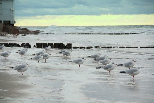 gulls  sea  beach