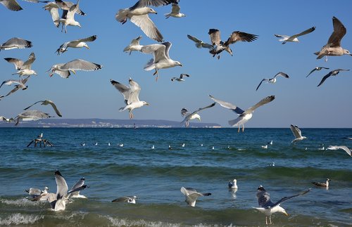 gulls  swarm  baltic sea