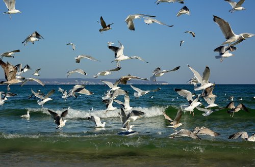 gulls  swarm  beach