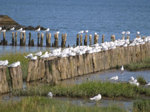 gulls wadden sea tides