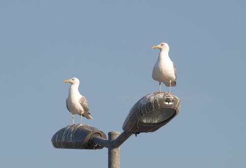 gulls north sea nature