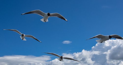 gulls  baltic sea  zingst