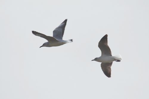 gulls fly sky