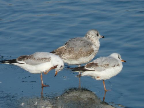 gulls bird animal