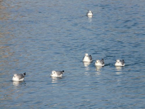 gulls water swim