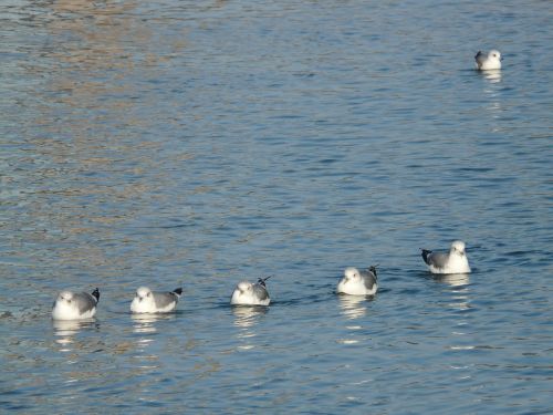 gulls water swim