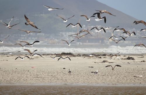gulls beach sea