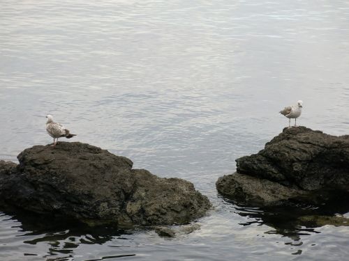 gulls separated sea