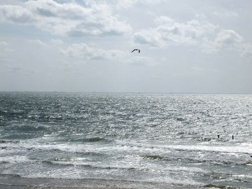 gulls water coast
