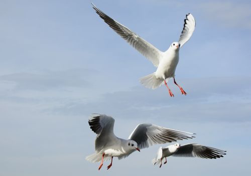 gulls bird fly