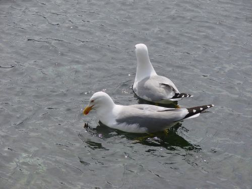 gulls sea bird