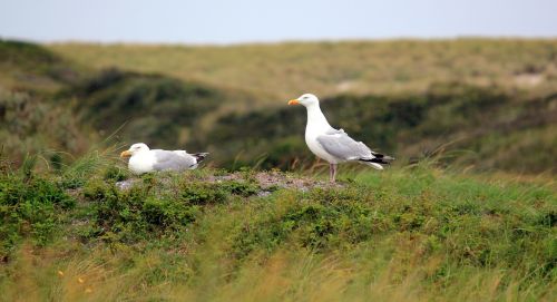 gulls summer dune landscape