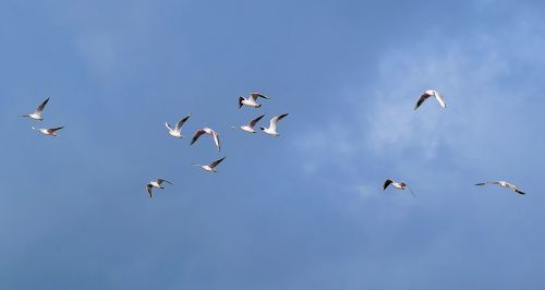 gulls swarm sky