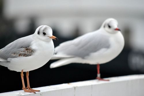 gulls birds animal