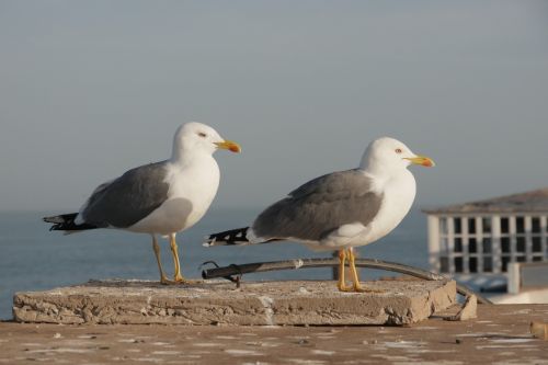 gulls sea close