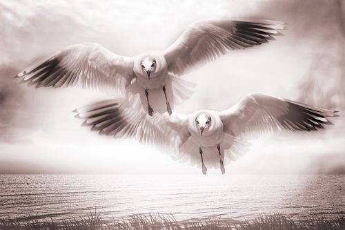 gulls voegle flight