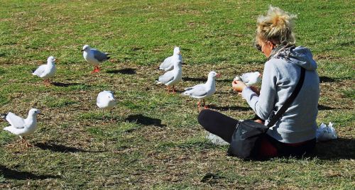 gulls feed meadow