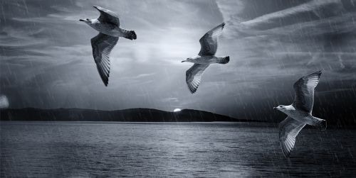 gulls birds flight