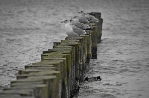 gulls baltic sea groyne