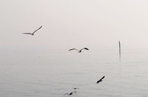 gulls flight haze