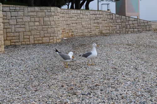 gulls waterfowl sea ​​gulls