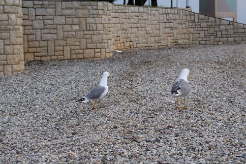 gulls waterfowl sea ​​gulls