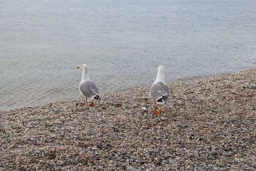 gulls waterfowl sea ​​gulls